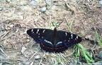 Motyle 2
