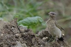 Białorzytka - młody ptak