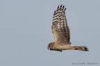 IMGP5442c