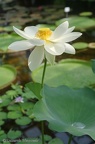 IMGP9557v