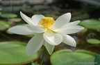 IMGP9556v