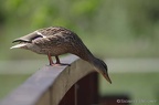 IMGP3043z