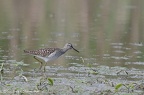 IMGP8737v